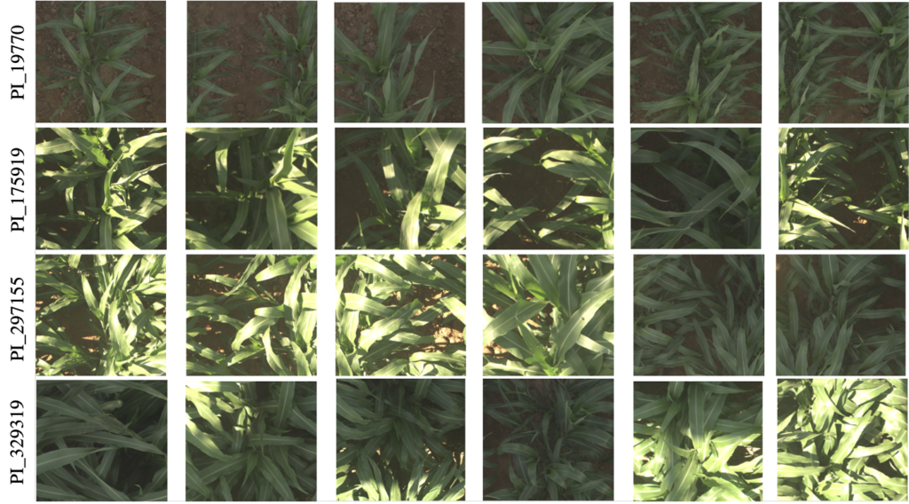 A sample of images from four different cultivars from the FGVC Cultivar Identification challenge